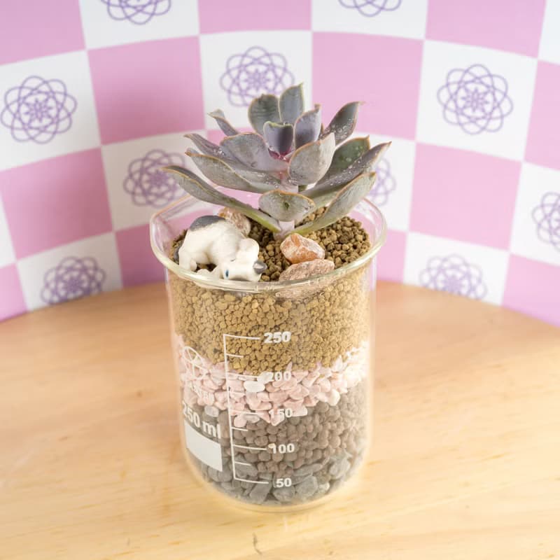 愛情系燒杯-初戀【植物保固】