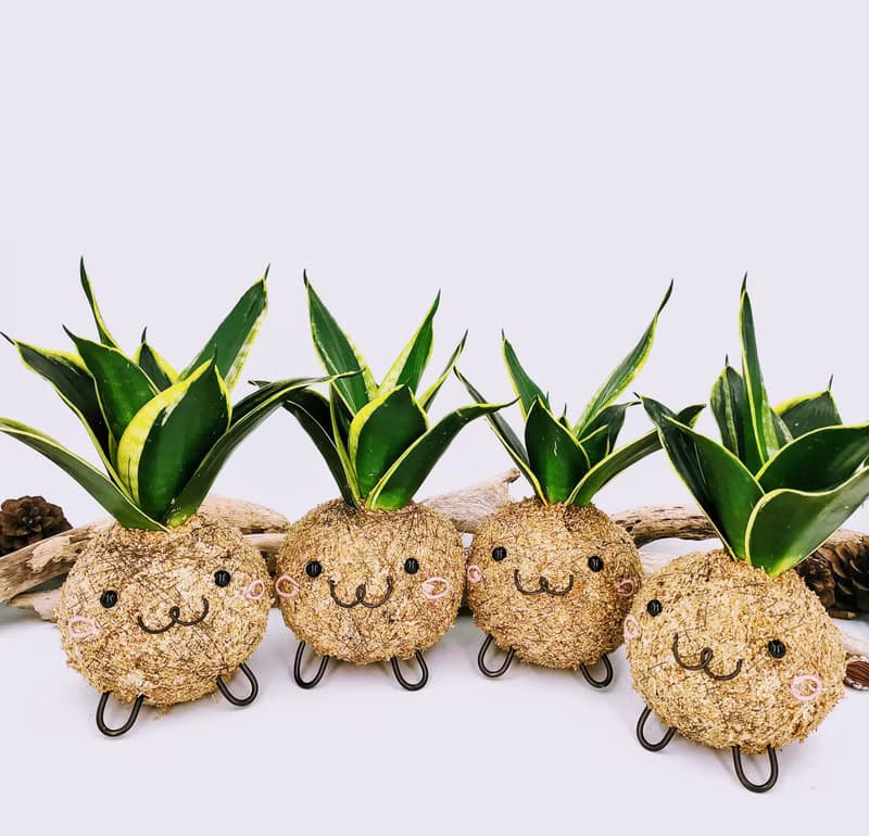 創意苔球│金剛虎尾蘭│室內植物│陽台植物│觀葉植物