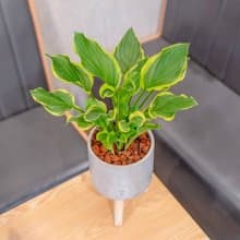 玉簪花盆栽 落地盆栽 高木腳水泥盆栽 開幕送禮 喬遷禮物 植栽