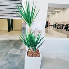 開幕送禮落地植栽-龍血樹