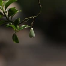 Goody Bag-透豆玉蘭花陶瓷捏花耳鉤