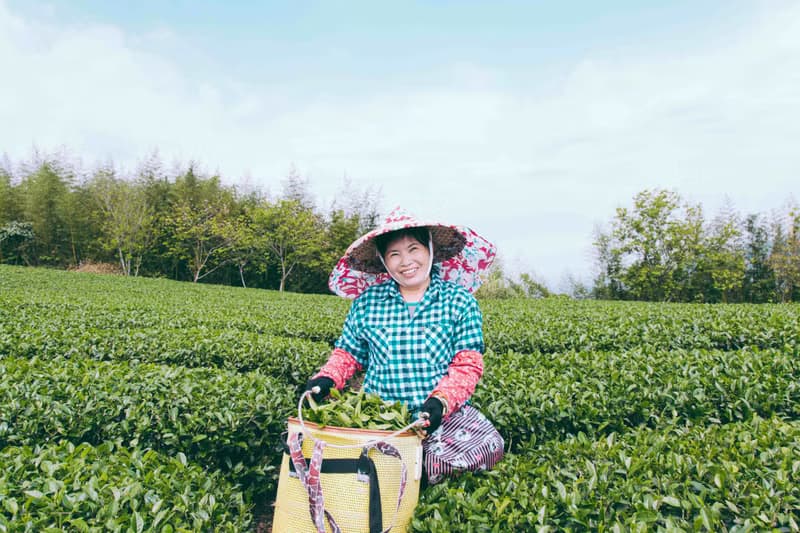 | 松一製茶 | 清香阿里山烏龍茶150g  香氣濃郁 回甘滑順