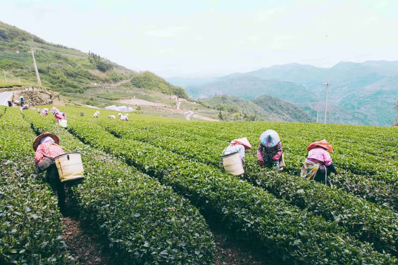 | 松一製茶 | 清香阿里山烏龍茶150g  香氣濃郁 回甘滑順