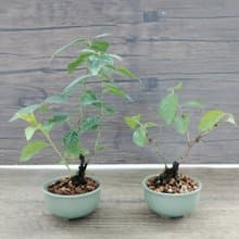 冰裂釉陶盆迷你盆栽--郁李