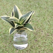 水培植栽│金邊短葉虎尾蘭_室內植物 辦公室盆栽 店內擺設