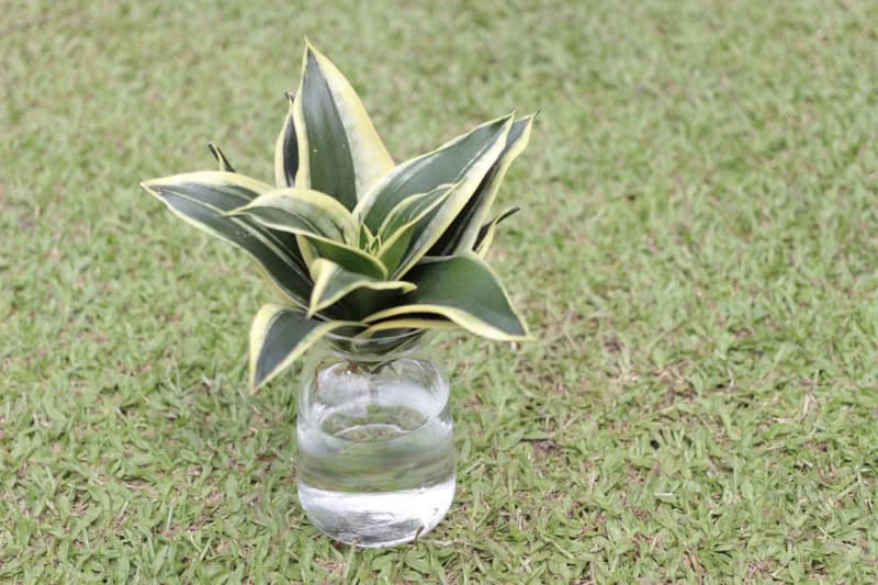 水培植栽│金邊短葉虎尾蘭_室內植物 辦公室盆栽 店內擺設