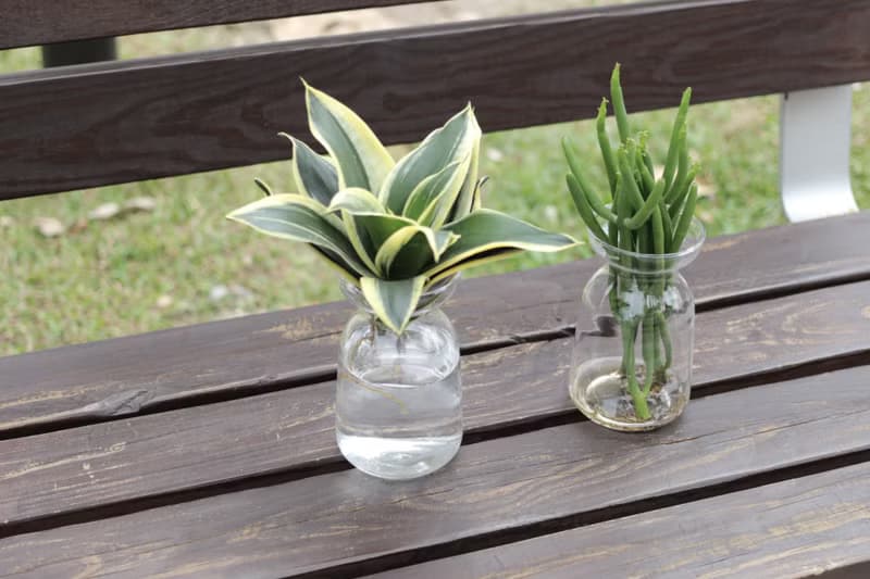 水培植栽│金邊短葉虎尾蘭_室內植物 辦公室盆栽 店內擺設