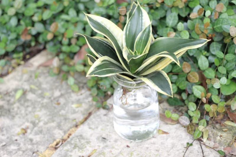 水培植栽│金邊短葉虎尾蘭_室內植物 辦公室盆栽 店內擺設
