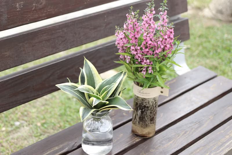 水培植栽│金邊短葉虎尾蘭_室內植物 辦公室盆栽 店內擺設