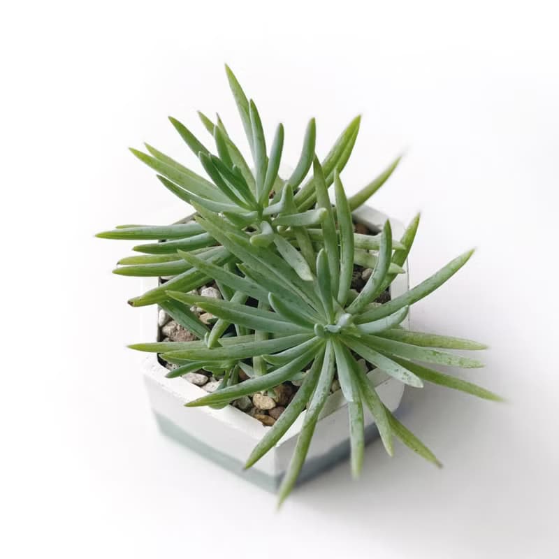 (現貨) 莫蘭迪綠系列 | 美空鉾 藍月亮 六邊形雙色水泥多肉植栽