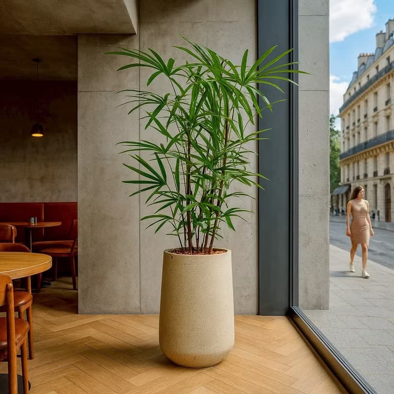 棕櫚竹水泥盆栽 落地盆栽 大盆栽 拿鐵棕磨石子花盆 開幕送禮