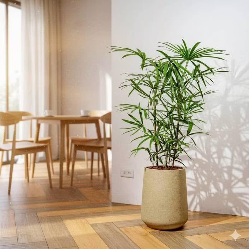 棕櫚竹水泥盆栽 落地盆栽 大盆栽 拿鐵棕磨石子花盆 開幕送禮