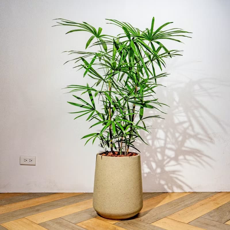 棕櫚竹水泥盆栽 落地盆栽 大盆栽 拿鐵棕磨石子花盆 開幕送禮