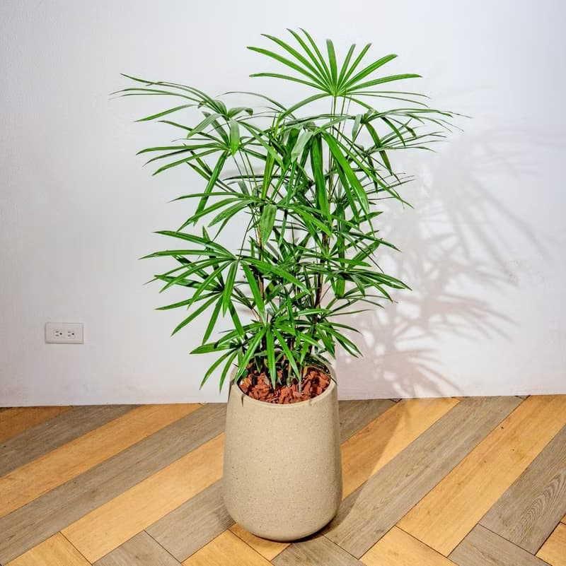 棕櫚竹水泥盆栽 落地盆栽 大盆栽 拿鐵棕磨石子花盆 開幕送禮