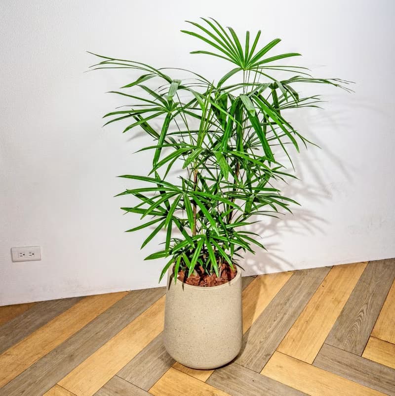 棕櫚竹水泥盆栽 落地盆栽 大盆栽 拿鐵棕磨石子花盆 開幕送禮