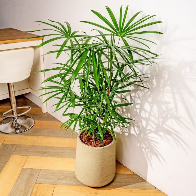 棕櫚竹水泥盆栽 落地盆栽 大盆栽 拿鐵棕磨石子花盆 開幕送禮