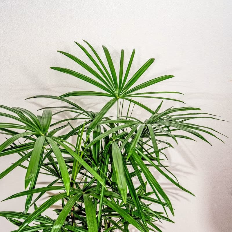 棕櫚竹水泥盆栽 落地盆栽 大盆栽 拿鐵棕磨石子花盆 開幕送禮