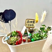多肉組盆 多肉植物 日式枯山水 煤炭精靈 龍貓 吉卜力 植物盆栽