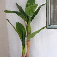 人造植栽/仿真芭蕉樹/仿真植物/綠化/永不凋零