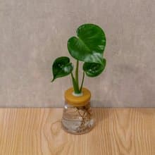 龜背芋 三角水耕盆栽 室內植物 觀葉植物 禮物 水培