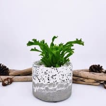 水泥花器│水泥盆栽│水泥植栽(不含植物)│