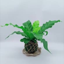苔球植物  山蘇  室內植物  懶人盆栽  蕨類