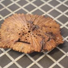 【送禮好物】老樟木 奇木杯墊 手工荷葉紋 三峽日月坊出品