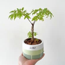 羽葉七川福祿桐•森林綠線條圓胖水泥盆栽
