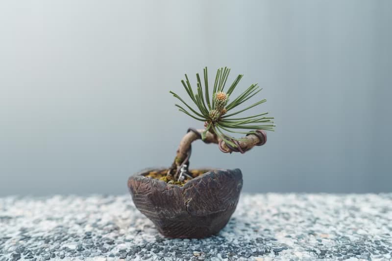 黑松造型盆栽 迷你黑松配手工盆優美 可以搭配各種空間美學