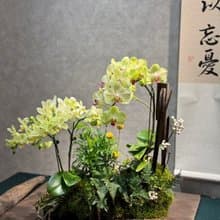 開幕送禮 企業佈置 蘭花造型系列 限台中地區