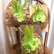 【女王鹿角蕨】 鹿角蕨 植物上板 室內植物 開幕送禮