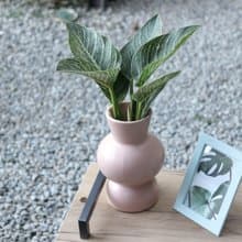 水培植栽│柏金蔓綠絨_室內植物 辦公室盆栽  店內布置