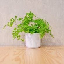 鐵線蕨 莫蘭迪色系直紋陶盆 室內植物 觀葉植物 禮物 盆栽