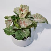 牛奶紙屑合果芋|經典白瓷器|極美觀葉系|居家、開幕