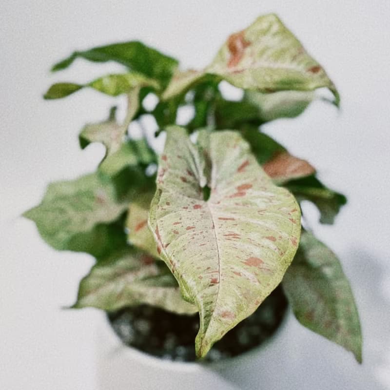 牛奶紙屑合果芋|經典白瓷器|極美觀葉系|居家、開幕