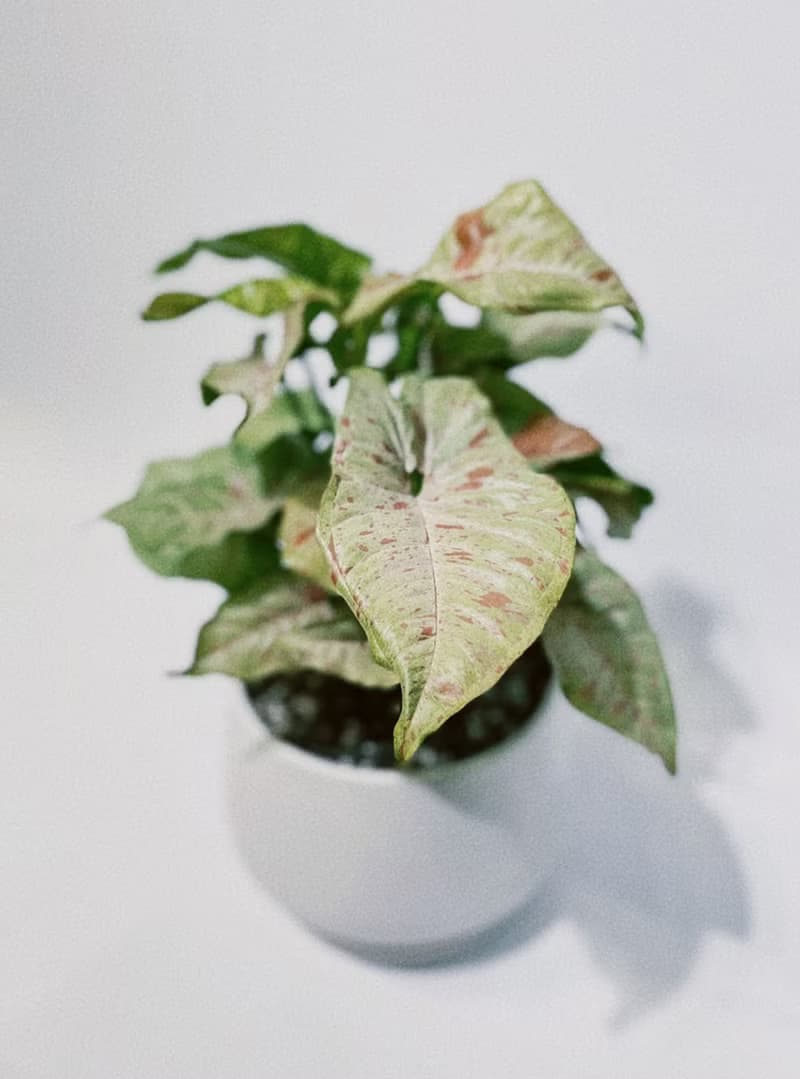 牛奶紙屑合果芋|經典白瓷器|極美觀葉系|居家、開幕