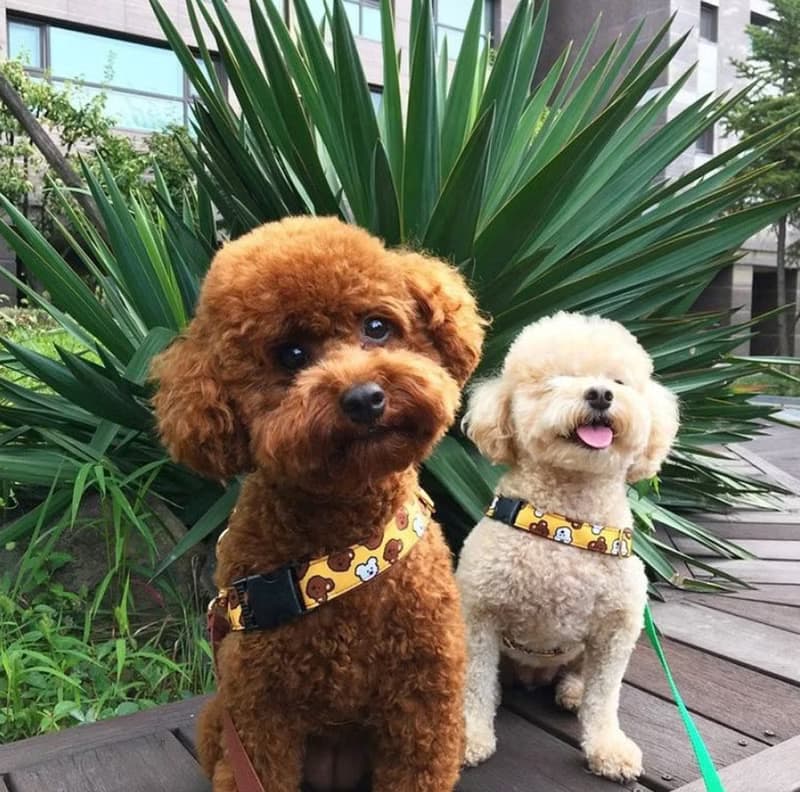 韓國Noradog 快穿式胸背帶-啵啵啾啾 寵物胸背帶