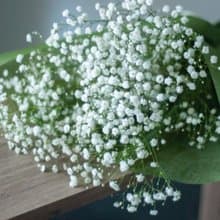 純白滿天星花束