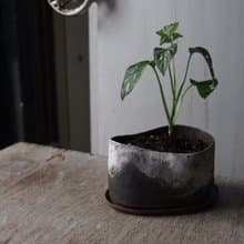 陶製花器 / 盆栽