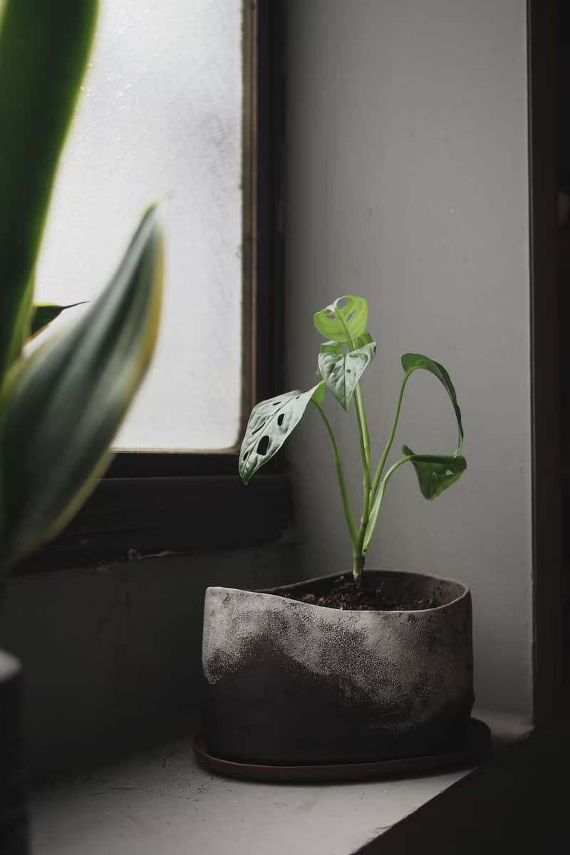 陶製花器 / 盆栽