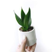 (預購) 白灰漸層系列 | 墨綠虎尾蘭 淨化空氣 圓形雙色水泥植栽