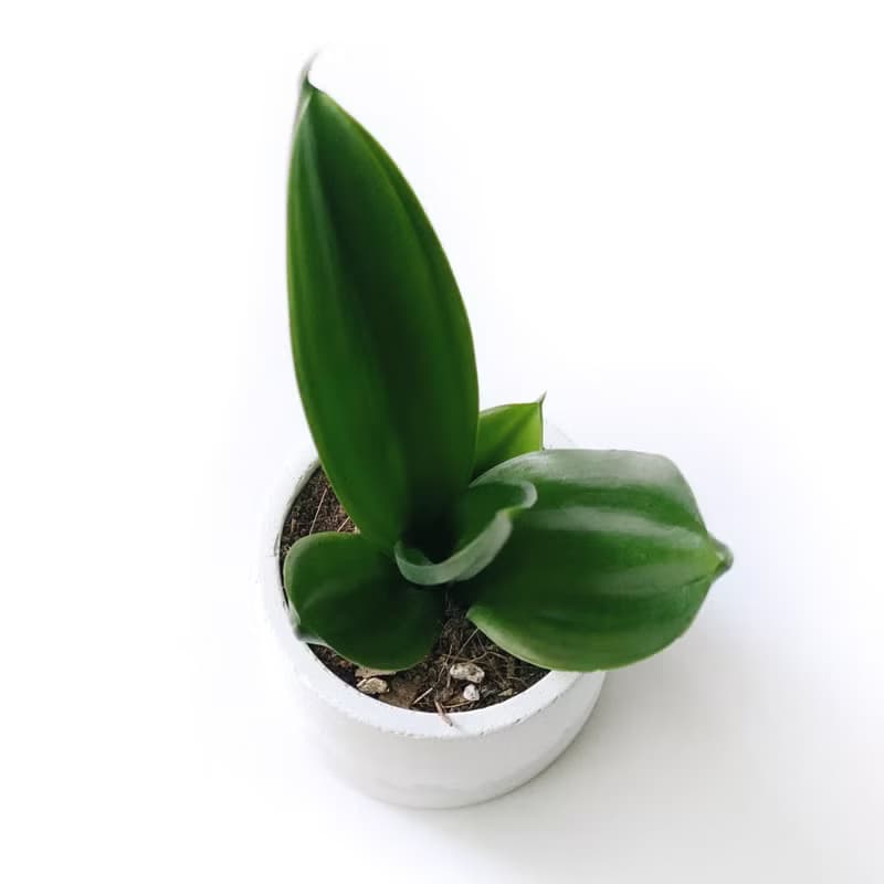 (預購) 白灰漸層系列 | 墨綠虎尾蘭 淨化空氣 圓形雙色水泥植栽