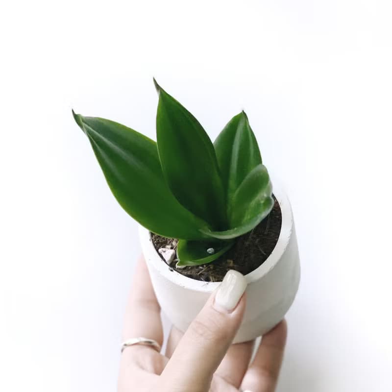 (預購) 白灰漸層系列 | 墨綠虎尾蘭 淨化空氣 圓形雙色水泥植栽