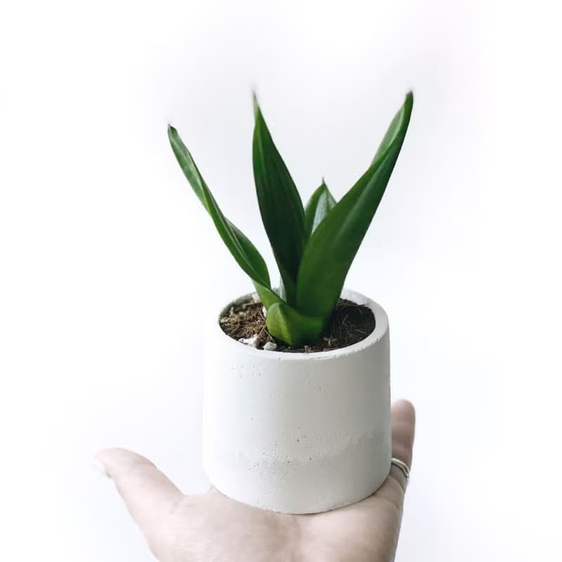 (預購) 白灰漸層系列 | 墨綠虎尾蘭 淨化空氣 圓形雙色水泥植栽