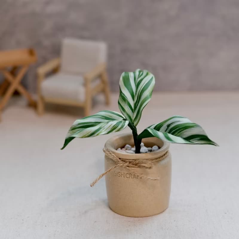 白油畫竹芋皮革盆栽 觀葉植物 送禮