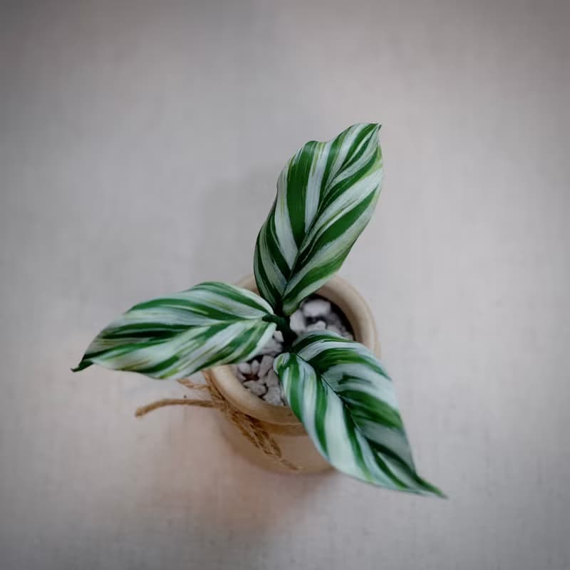 白油畫竹芋皮革盆栽 觀葉植物 送禮