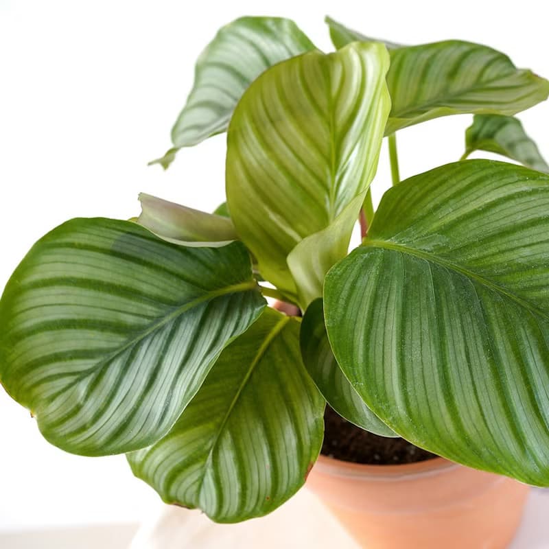 【竒植花物】 青蘋果竹芋陶盆 觀賞植物 綠化盆栽植栽  開幕送禮