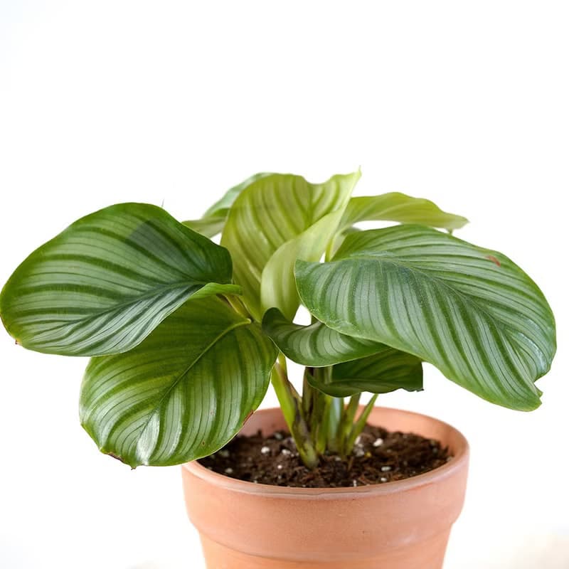 【竒植花物】 青蘋果竹芋陶盆 觀賞植物 綠化盆栽植栽  開幕送禮