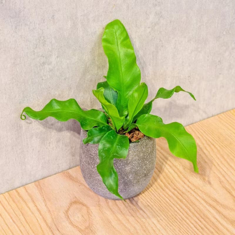 山蘇 桌上型水泥盆栽 觀葉植物 禮物 盆栽 交換禮物 辦公室小物