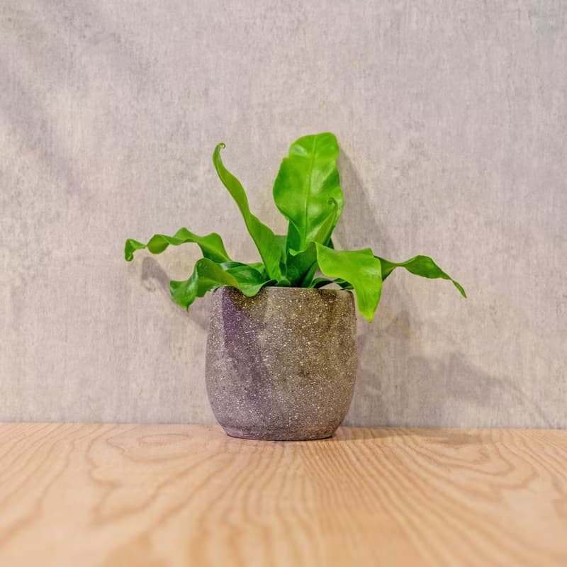 山蘇 桌上型水泥盆栽 觀葉植物 禮物 盆栽 交換禮物 辦公室小物